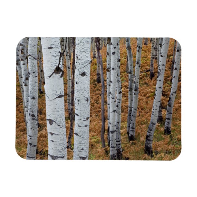 USA, Utah, Uinta-Wasatch-Cache National Forest 2 Magnet (Horizontal)
