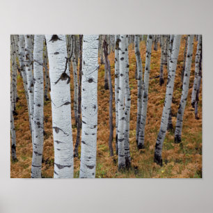 USA, Utah, Uinta-Wasatch-Cache National Forest 2 Poster