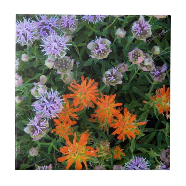 USA, Utah, Uinta-Wasatch-Cache National Forest 3 Ceramic Tile (Front)