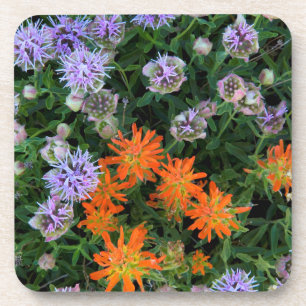 USA, Utah, Uinta-Wasatch-Cache National Forest 3 Coaster