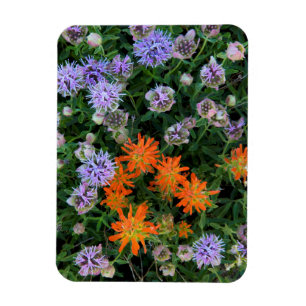 USA, Utah, Uinta-Wasatch-Cache National Forest 3 Magnet