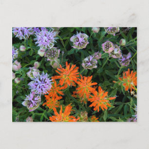 USA, Utah, Uinta-Wasatch-Cache National Forest 3 Postcard