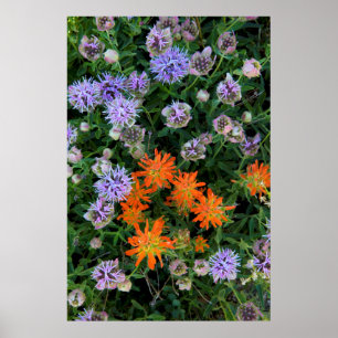 USA, Utah, Uinta-Wasatch-Cache National Forest 3 Poster