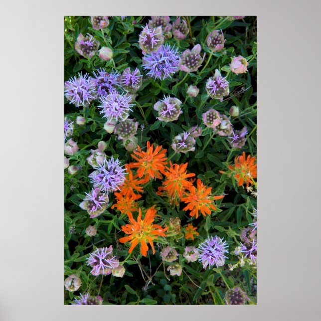 USA, Utah, Uinta-Wasatch-Cache National Forest 3 Poster (Front)
