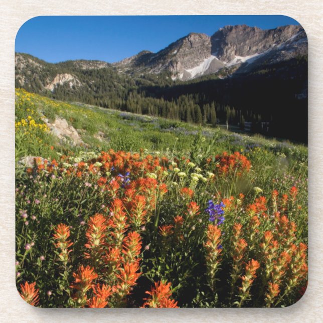 USA, Utah, Uinta-Wasatch-Cache National Forest Coaster (Front)