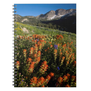 USA, Utah, Uinta-Wasatch-Cache National Forest Notebook