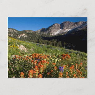 USA, Utah, Uinta-Wasatch-Cache National Forest Postcard