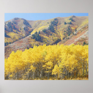 USA, Utah, Wasatch-Cache National Forest, Poster