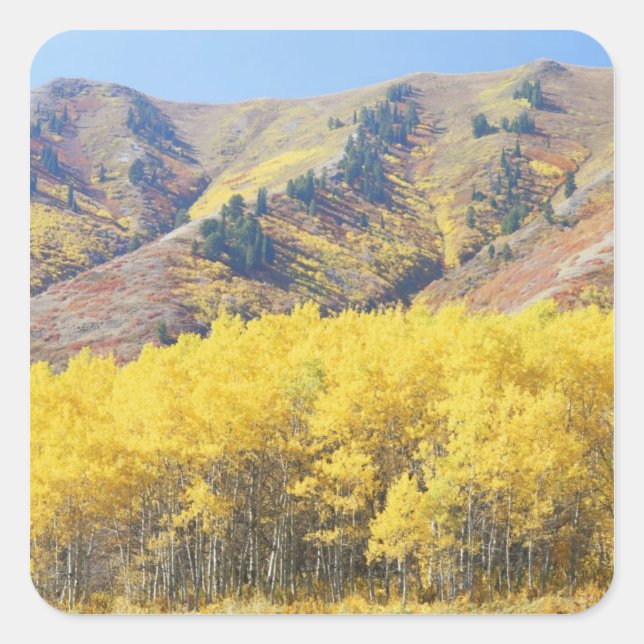 USA, Utah, Wasatch-Cache National Forest, Square Sticker (Front)