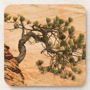 USA, Utah, Zion National Park. Pine tree Coaster