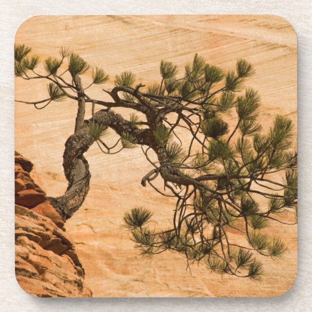 USA, Utah, Zion National Park. Pine tree Coaster (Front)