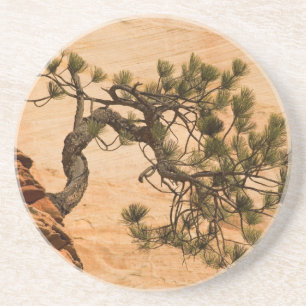 USA, Utah, Zion National Park. Pine tree Coaster