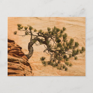 USA, Utah, Zion National Park. Pine tree Postcard