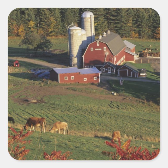 USA, Vermont, Pomfret. Red Barn and fall Square Sticker (Front)