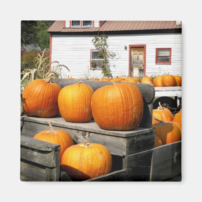 USA, Vermont. Pumpkins Magnet (Front)