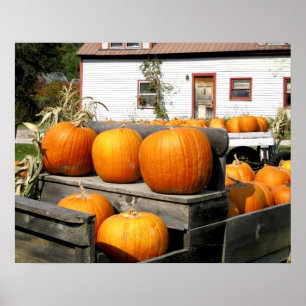 USA, Vermont. Pumpkins Poster