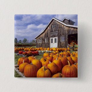 USA, Vermont, Shelbourne, Pumpkins 15 Cm Square Badge