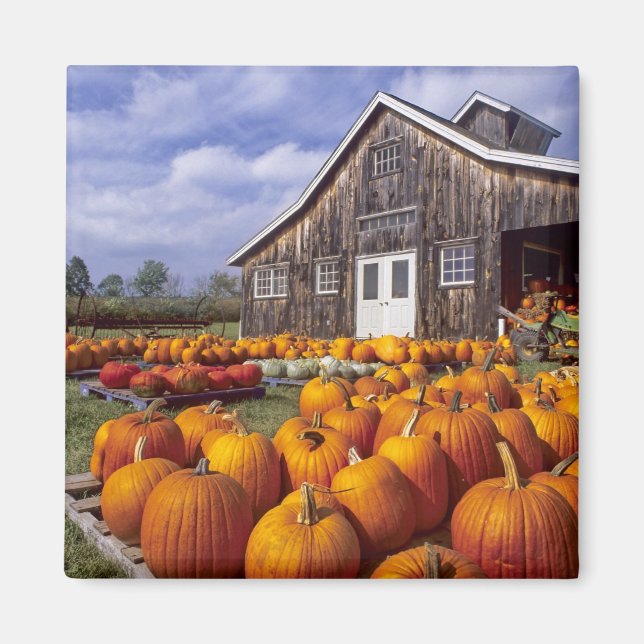 USA, Vermont, Shelbourne, Pumpkins Magnet (Front)