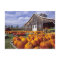 USA, Vermont, Shelbourne, Pumpkins