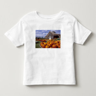 USA, Vermont, Shelbourne, Pumpkins Toddler T-Shirt