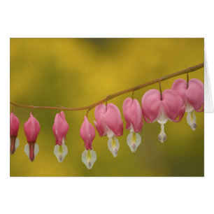 USA, Virginia, Arlington, closeup of pink