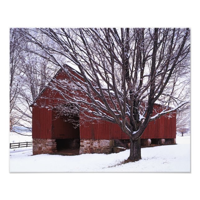 USA, Virginia, Fairfax County, Barn and Maple Photo Print (Front)