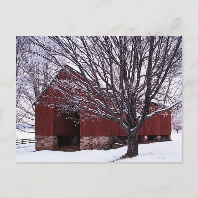 USA, Virginia, Fairfax County, Barn and Maple Postcard (Front)