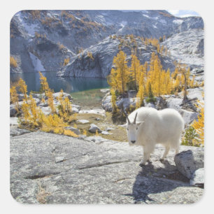 USA, WA, Alpine Lakes WIlderness Enchantments. Square Sticker