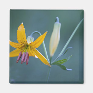 USA, WA, Mt. Rainier National Park. Columbia Magnet