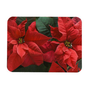 USA, WA, Red Poinsettia Detail (Euphorbia Magnet