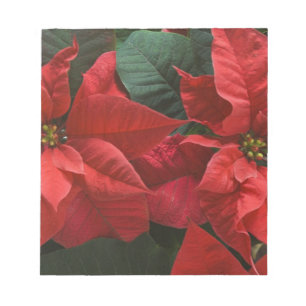 USA, WA, Red Poinsettia Detail (Euphorbia Notepad