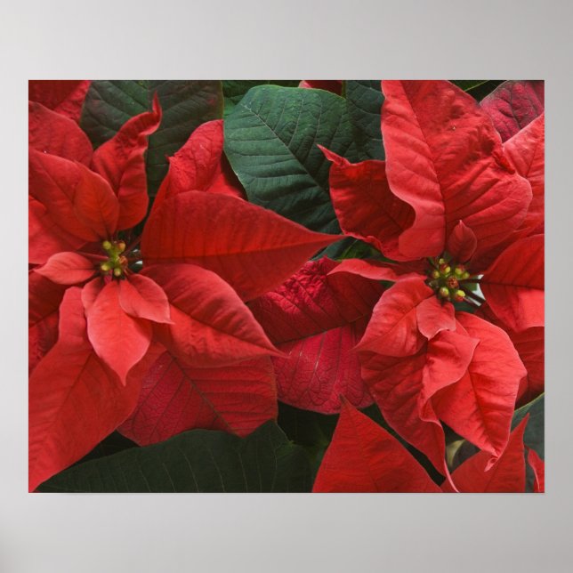 USA, WA, Red Poinsettia Detail (Euphorbia Poster (Front)