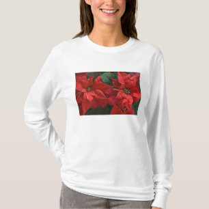 USA, WA, Red Poinsettia Detail (Euphorbia T-Shirt