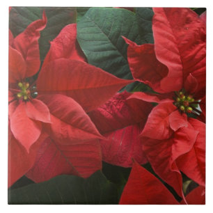USA, WA, Red Poinsettia Detail (Euphorbia Tile