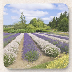 USA, WA, Sequim, Purple Haze Lavender Farm Coaster