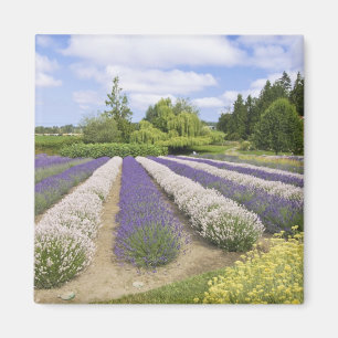USA, WA, Sequim, Purple Haze Lavender Farm Magnet