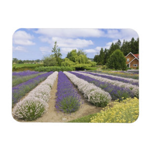 USA, WA, Sequim, Purple Haze Lavender Farm Magnet