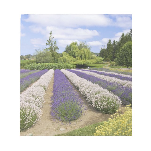 USA, WA, Sequim, Purple Haze Lavender Farm Notepad (Front)