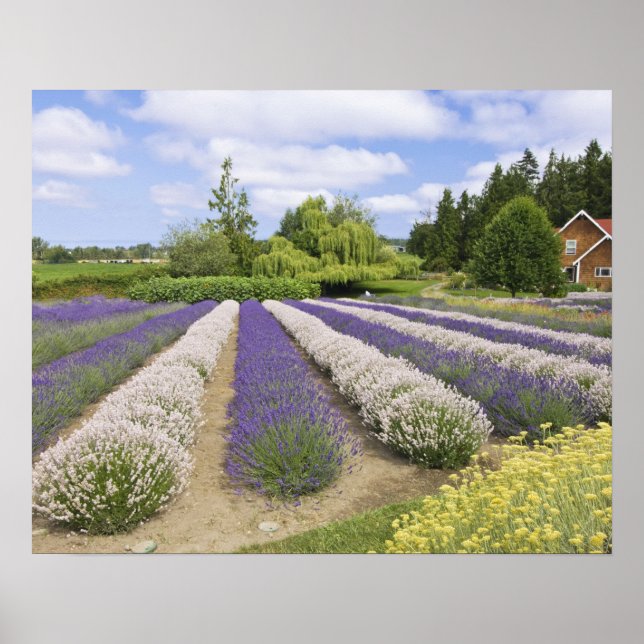 USA, WA, Sequim, Purple Haze Lavender Farm Poster (Front)
