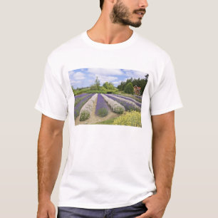 USA, WA, Sequim, Purple Haze Lavender Farm T-Shirt