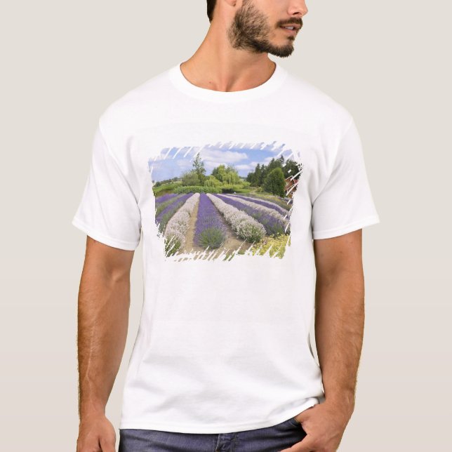 USA, WA, Sequim, Purple Haze Lavender Farm T-Shirt (Front)