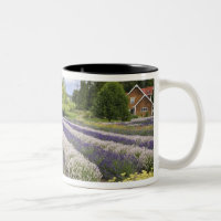 USA, WA, Sequim, Purple Haze Lavender Farm