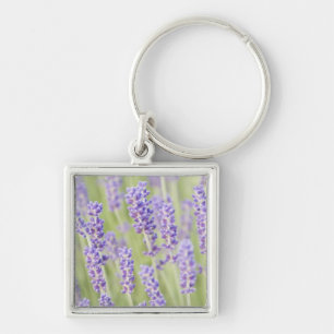 USA, WA, Squim, Lavendar (Selective Focus) Key Ring