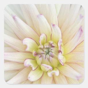 USA, Washington, Bellevue, Bellevue Botanical 2 Square Sticker