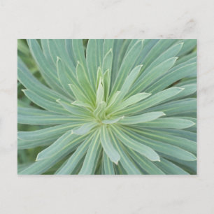 USA, Washington, Bellevue, Bellevue Botanical 4 Postcard