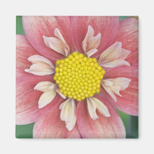 USA, Washington, Bellevue, Bellevue Botanical Magnet