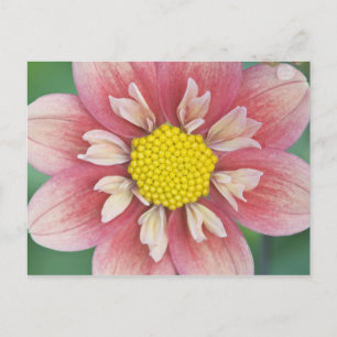 USA, Washington, Bellevue, Bellevue Botanical Postcard