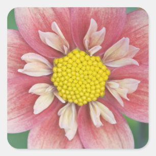 USA, Washington, Bellevue, Bellevue Botanical Square Sticker