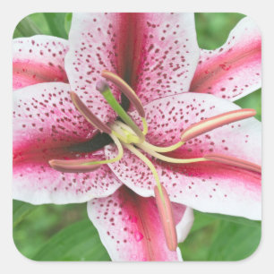 USA, Washington, Bellevue, Lily Square Sticker