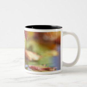 USA, Washington, Bellingham, Close-up of autumn Two-Tone Coffee Mug